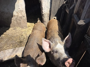 Vând porci 100-120kg - imagine 4