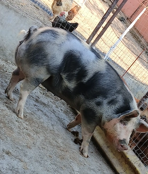 Porci de vânzare!! - imagine 2