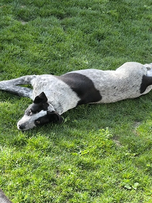 Dau spre adoptie catel