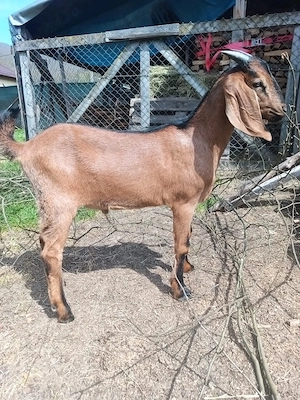 Iezi anglo nubian metis cu alpin francez