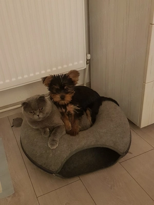 Vând doi pui de Yorkshire - doua fetite