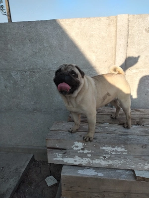 Pug- Mops  Mascul 4 ani