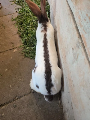 Iepure de vanzare - imagine 4