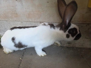 Iepure de vanzare - imagine 2