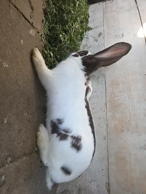 Iepure de vanzare - imagine 3