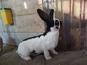 Iepure de vanzare - imagine 3