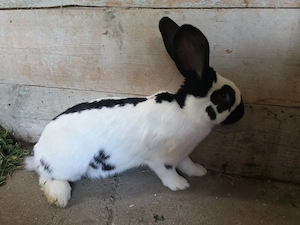 Iepure de vanzare - imagine 4