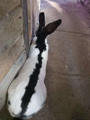 Iepure de vanzare - imagine 2