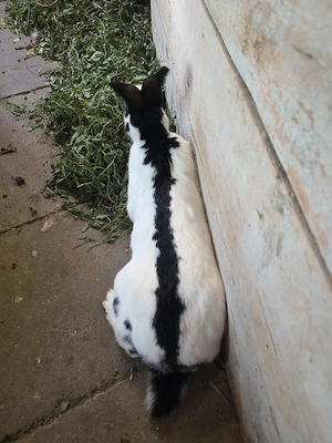 Iepure de vanzare - imagine 5