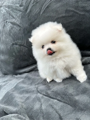 pui pomeranian 
