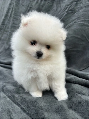 pui pomeranian  - imagine 3