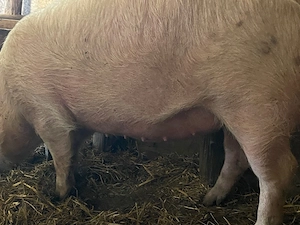 vand scroafa gestanta  - imagine 3