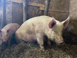 vand scroafa gestanta  - imagine 2