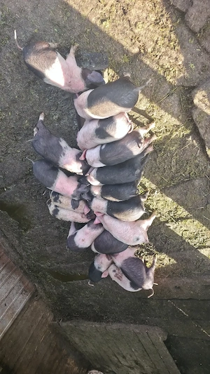 Vand purcei, preț negociabil - imagine 2