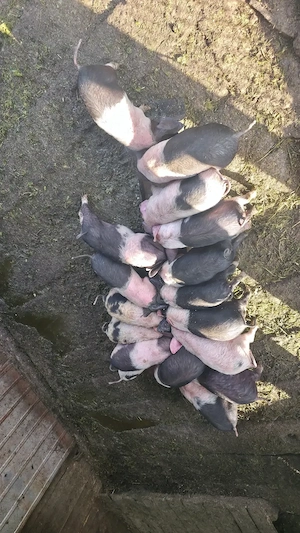 Vand purcei, preț negociabil - imagine 3