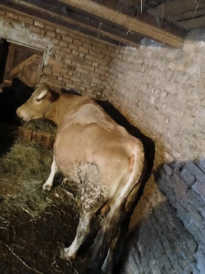 vand vaca buna de tinut lapte gras - imagine 3