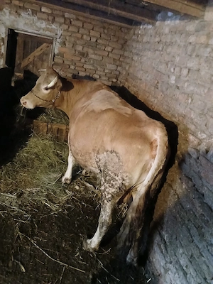 vand vaca buna de tinut lapte gras - imagine 4