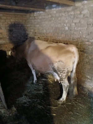 vand vaca buna de tinut lapte gras