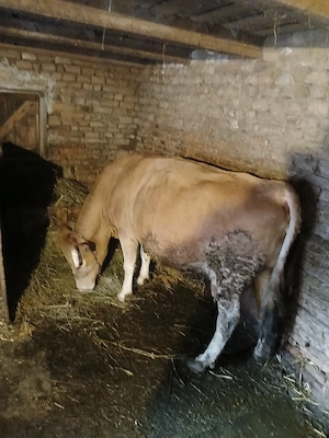 vand vaca buna de tinut lapte gras - imagine 2