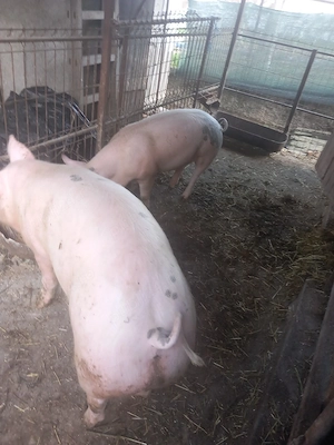 Vând 2 soldani cu greutate  cuprinsa intre 50-70kg