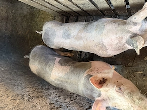 De vânzare două scrofițe pietrain  - imagine 3