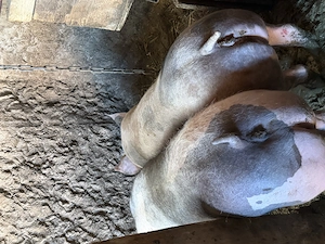 De vânzare două scrofițe pietrain  - imagine 2