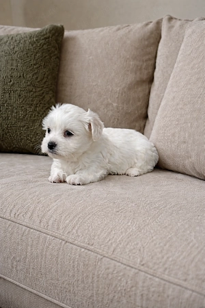 Bișon maltez maltez