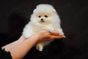 Pui pomeranian talie mini