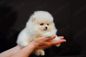 Pui pomeranian miniatura