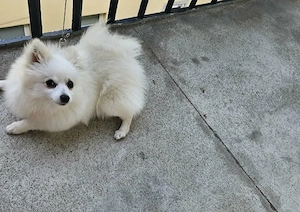 Câine pomeranian pui femelă  - imagine 3