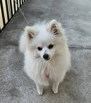 Câine pomeranian pui femelă 