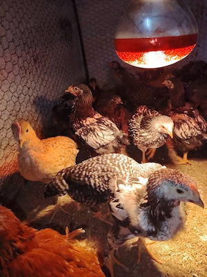 Pui rasă mixtă  - imagine 3