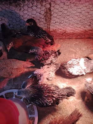 Pui rasă mixtă  - imagine 2