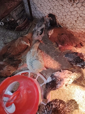 Pui rasă mixtă  - imagine 4