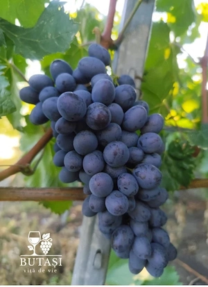 Butași viță de vie 