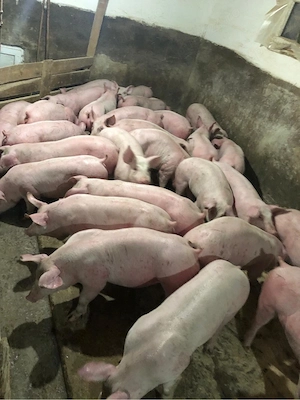 vand porci  - imagine 2