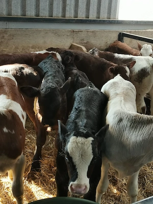 de vanzare viței  - imagine 3