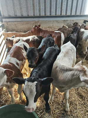 de vanzare viței  - imagine 5