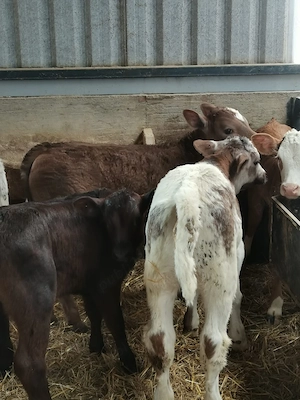 de vanzare viței  - imagine 4