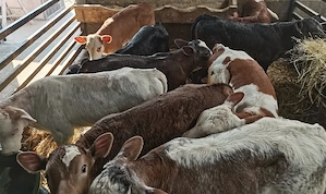 de vanzare viței  - imagine 2