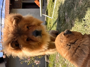 Căței chow chow - imagine 3