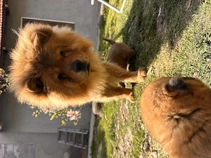 Căței chow chow - imagine 2