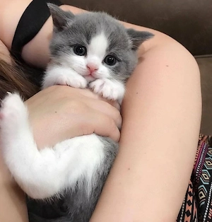 British Shorthair Bicolor