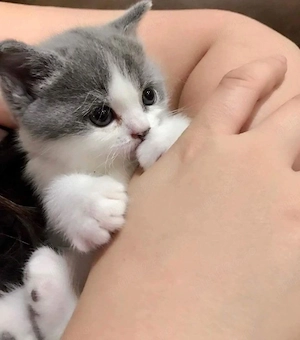 British Shorthair Bicolor - imagine 2