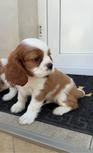 baietei Cavalier King Charles