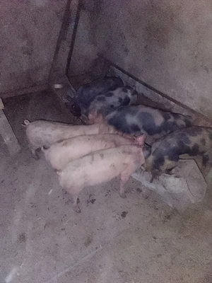 vand scroafă cu purcei 