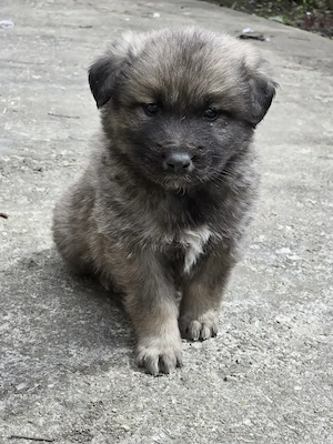 Spre adoptie 2 pui de ciobanesc