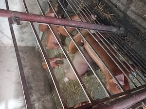 Vând purcei duroc 10 săptămâni  - imagine 2