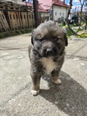 Spre adoptie 2 pui de ciobanesc - imagine 2