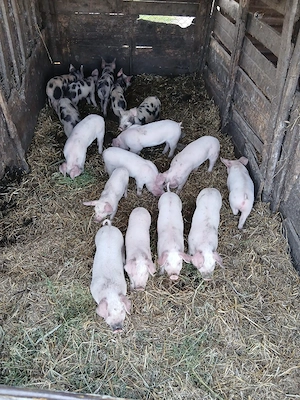 De Vânzare 16 bucăți castrați vacinați  - imagine 1